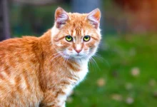 nourishing-pets-naturally:-discover-the-cymbia-pets-difference