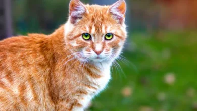 nourishing-pets-naturally:-discover-the-cymbia-pets-difference