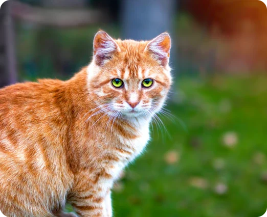 nourishing-pets-naturally:-discover-the-cymbia-pets-difference