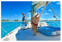 navigating-the-bahamas-pet-permit:-a-dog-owner’s-guide