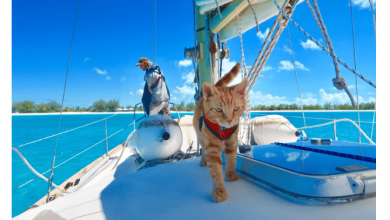 navigating-the-bahamas-pet-permit:-a-dog-owner’s-guide