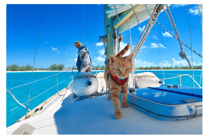navigating-the-bahamas-pet-permit:-a-dog-owner’s-guide